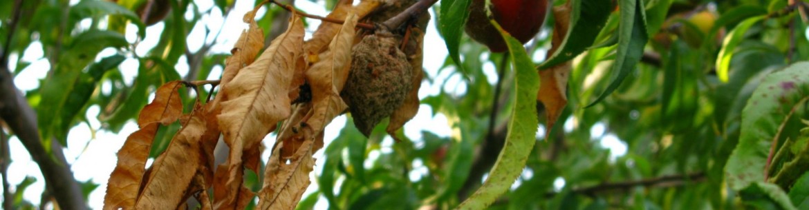 Brûlures sur un pommier : comment soigner l’arbre et favoriser sa guérison