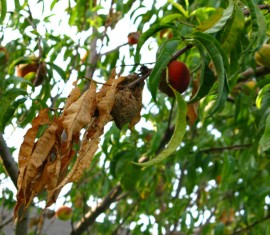 Brûlures sur un pommier : comment soigner l’arbre et favoriser sa guérison
