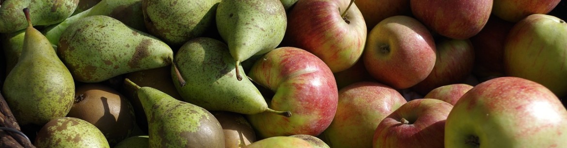 Comment planter des pommiers et des poiriers au printemps : règles, distances, méthodes