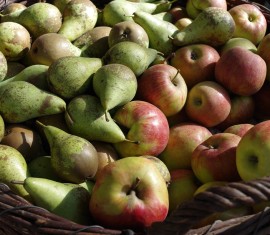 Comment planter des pommiers et des poiriers au printemps : règles, distances, méthodes