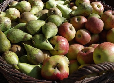 Comment planter des pommiers et des poiriers au printemps : règles, distances, méthodes