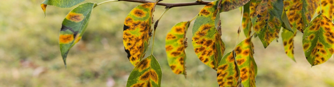 Rouille sur les feuilles de pommier : comment combattre les taches de rouille et comment traiter l’arbre