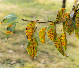 Rouille sur les feuilles de pommier : comment combattre les taches de rouille et comment traiter l’arbre