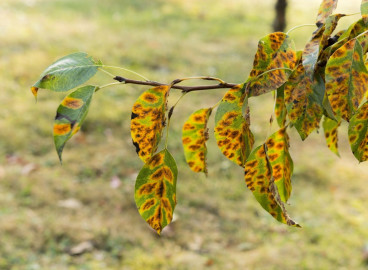 Rouille sur les feuilles de pommier : comment combattre les taches de rouille et comment traiter l’arbre