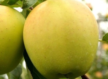 Pommier Golden Rangers : caractéristiques de la variété et entretien