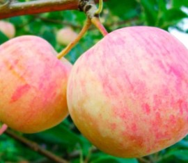 Pommier Aborigen : caractéristiques de la variété et entretien