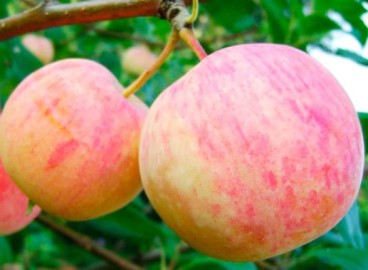 Pommier Aborigen : caractéristiques de la variété et entretien