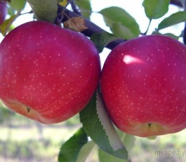 Pommier Malinovka : caractéristiques de la variété et entretien