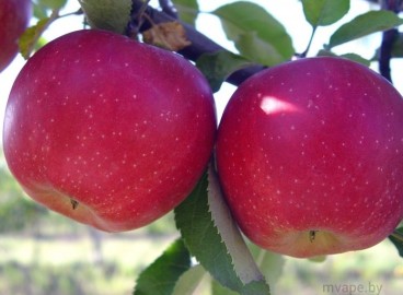 Pommier Malinovka : caractéristiques de la variété et entretien