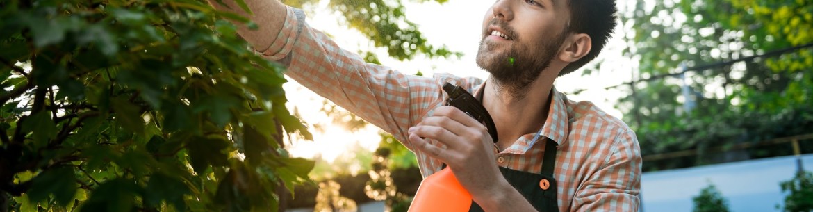 Traitement des pommiers à l'acide borique