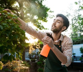 Traitement des pommiers à l'acide borique