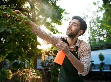 Traitement des pommiers à l'acide borique