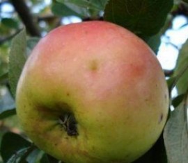 Pommier Renet Chernenko : caractéristiques de la variété et entretien