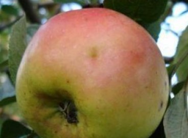 Pommier Renet Chernenko : caractéristiques de la variété et entretien