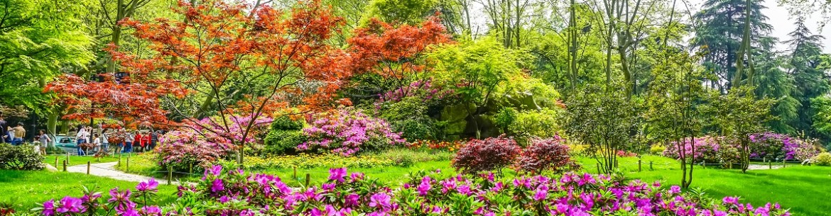 Idées de parterres de fleurs pour votre datcha : de magnifiques massifs de fleurs à faire soi-même