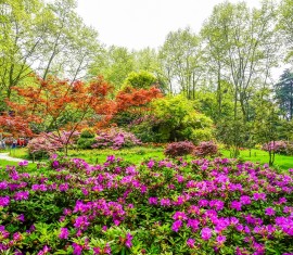 Idées de parterres de fleurs pour votre datcha : de magnifiques massifs de fleurs à faire soi-même