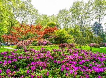 Idées de parterres de fleurs pour votre datcha : de magnifiques massifs de fleurs à faire soi-même