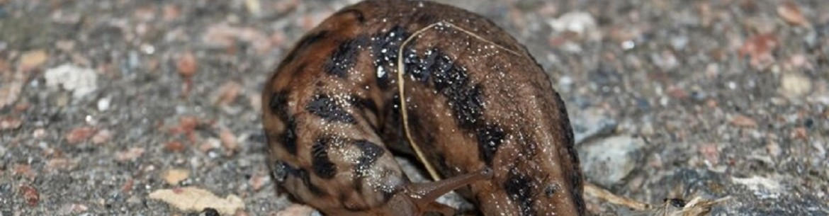 Lutte contre les limaces au jardin : comment se débarrasser de ces ravageurs voraces