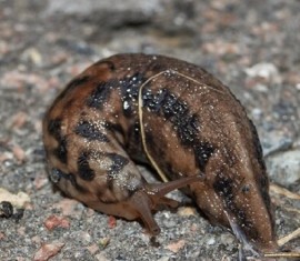 Lutte contre les limaces au jardin : comment se débarrasser de ces ravageurs voraces