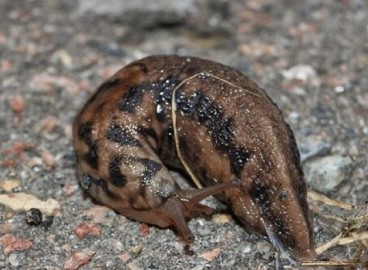 Lutte contre les limaces au jardin : comment se débarrasser de ces ravageurs voraces