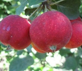 Pommier Altai Crimson : caractéristiques et entretien de la variété