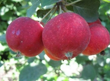 Pommier Altai Crimson : caractéristiques et entretien de la variété