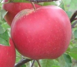 Pommier Lada : caractéristiques de la variété et entretien