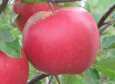 Pommier Lada : caractéristiques de la variété et entretien