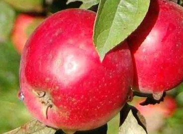 Pommier Mana : caractéristiques de la variété et entretien