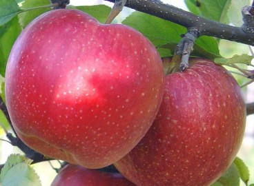Pommier Berkutovskoye : caractéristiques de la variété et entretien