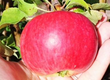 Pommier Vasyugan : caractéristiques de la variété et entretien