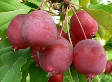 Pommier Kitayka Kerr : caractéristiques de la variété et entretien