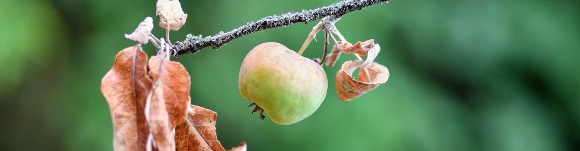 Pourquoi les feuilles de mon pommier se dessèchent-elles et que dois-je faire ?