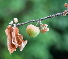 Pourquoi les feuilles de mon pommier se dessèchent-elles et que dois-je faire ?