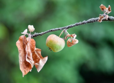 Pourquoi les feuilles de mon pommier se dessèchent-elles et que dois-je faire ?