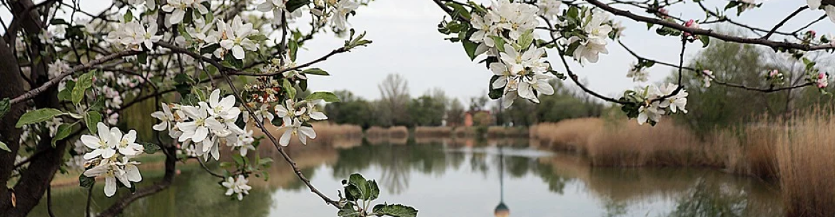 Règles de formation de la cime et de taille des branches des pommiers