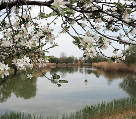 Règles de formation de la cime et de taille des branches des pommiers