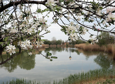 Règles de formation de la cime et de taille des branches des pommiers