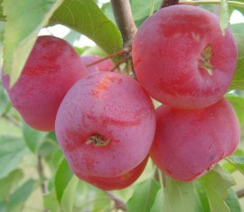 Pommier Zhebrovskoye : caractéristiques de la variété et entretien