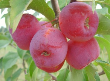 Pommier Zhebrovskoye : caractéristiques de la variété et entretien
