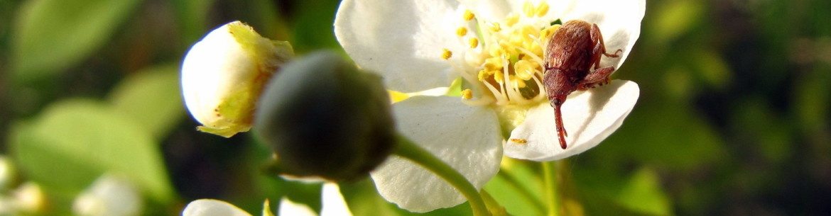 Lutte contre le coléoptère des fleurs de pommier : méthodes efficaces pour se débarrasser des ravageurs des fleurs de pommier