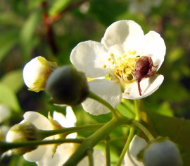 Lutte contre le coléoptère des fleurs de pommier : méthodes efficaces pour se débarrasser des ravageurs des fleurs de pommier