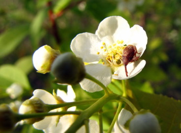 Lutte contre le coléoptère des fleurs de pommier : méthodes efficaces pour se débarrasser des ravageurs des fleurs de pommier
