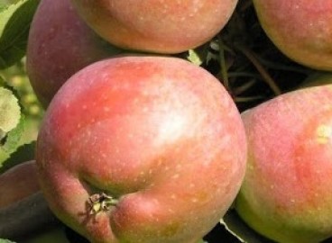 Pommier Nadezhnoe : caractéristiques de la variété et entretien