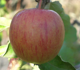 Pommier Vinnoye : caractéristiques de la variété et entretien