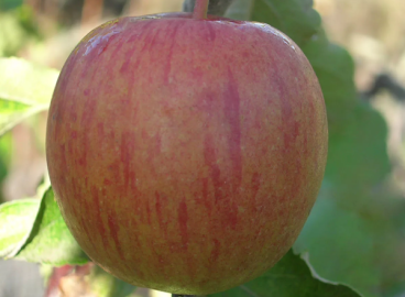 Pommier Vinnoye : caractéristiques de la variété et entretien