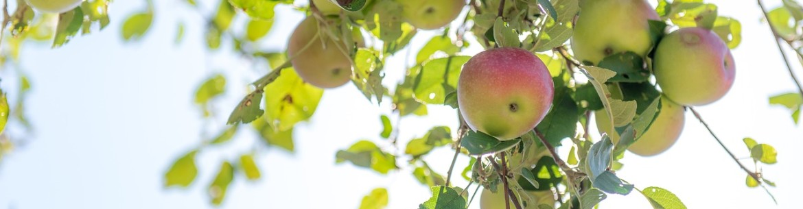 Feuilles de pommier pâles et claires : quelles en sont les causes et que faire ?
