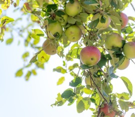 Feuilles de pommier pâles et claires : quelles en sont les causes et que faire ?