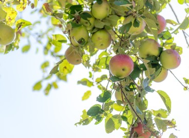 Feuilles de pommier pâles et claires : quelles en sont les causes et que faire ?