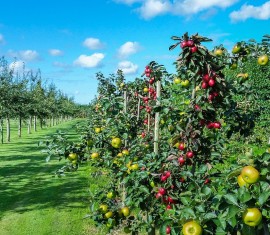 Pommier colonnaire : conseils de plantation